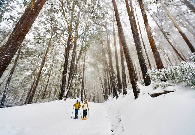 Backcountry Snowshoeing Skiing and Snowboarding at Mt Stirling Backcountry Snowshoeing Skiing and Snowboarding at Mt Stirling
