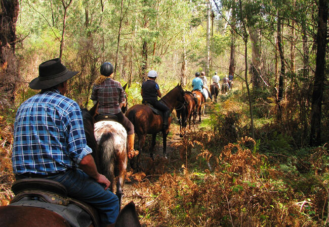 Buckle Up Bushrides Buckle Up Bushrides