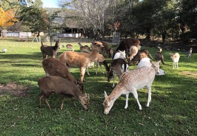 Mansfield Zoo Mansfield Zoo