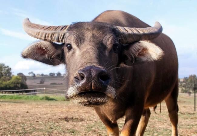 Mansfield Zoo Mansfield Zoo